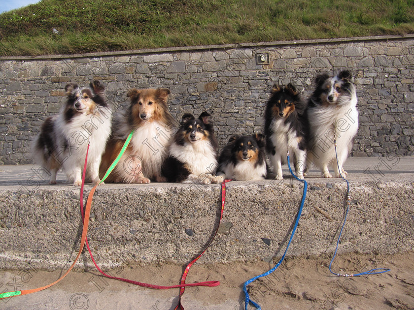 IMG 1936 
 Dogs Day Out, Ballybunion, Co Kerry Picture: Maura Gleeson