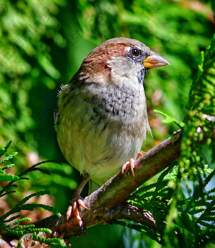 James Grandfield Sparrow 
 A Sparrow in the wilderness of Banff National Park, Canada last year. I know Sparrows are a common bird in Ireland but it's the first time photographing one in Canada and it was beautiful to see it. Picture: James Grandfield