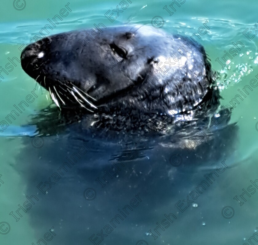 inbound5056872829210442052 
 A sea lion taking a peek above the water in Howth Harbour to have his photo taken!