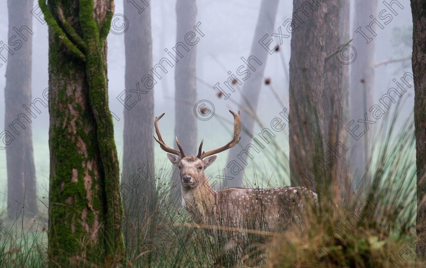 IMG 20231023 123909 
 Foggy morning in Farran Woods picture by Ted Jordan