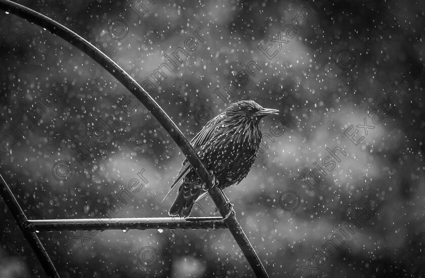 MG 2897 
 Wet summer's day in the garden for this starling