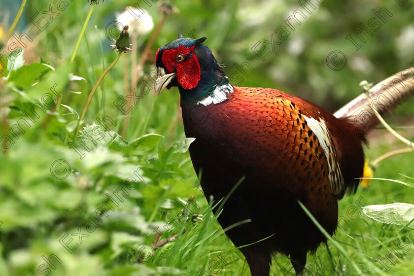 cock pheasant malahide allotments 
 Cock of The Walk
Our New Allotment Neighbour On His Daily Patrol Around The Allotment Site Which He Has Made His Home
Pheasant At Malahide Allotments by Janette Kelly