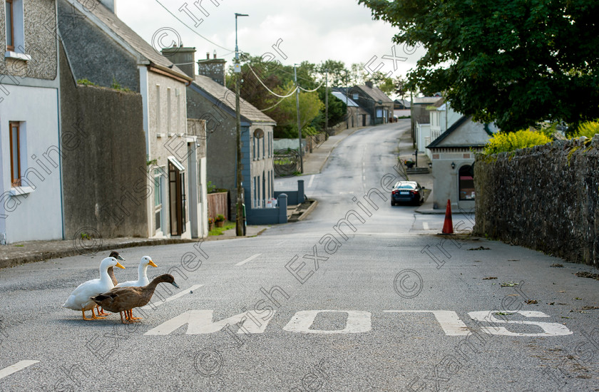 danducks 
 Why did the ducks cross the road?  because the chicken was on a day off in Cullen, Co Tipperary. Picture Dan Linehan