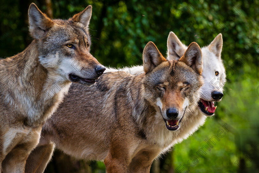 DSC 8362 
 Laughing Wolf, at Wild Ireland wildlife park, Co. Donegal.