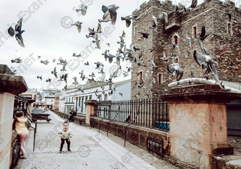 IMG 20200607 183559 996 
 Attack of the pigeons