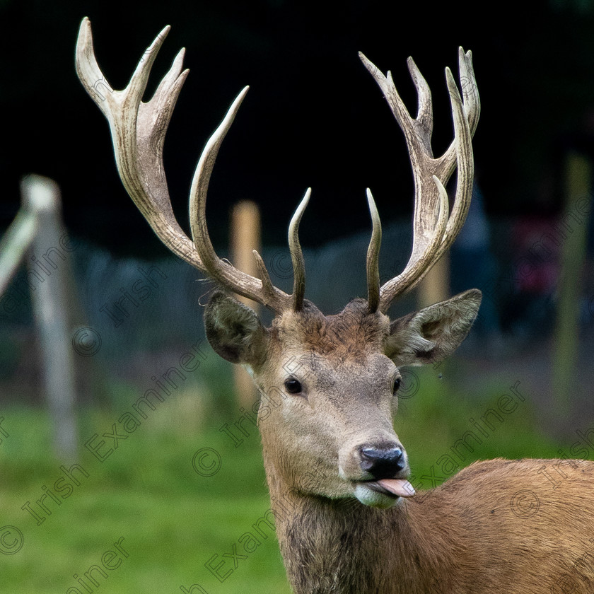 MG 3479 
 I only asked him to try a majestic pose and this is what I got! Taken at Farren Woods Cork. Picture:Will G