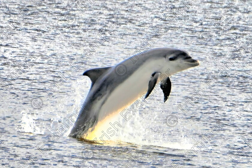 20240316 182555 
 Once more into the Breach ..one of the Shannon based dolphins who make their way to Galway Bay for the wild Salmon buffet