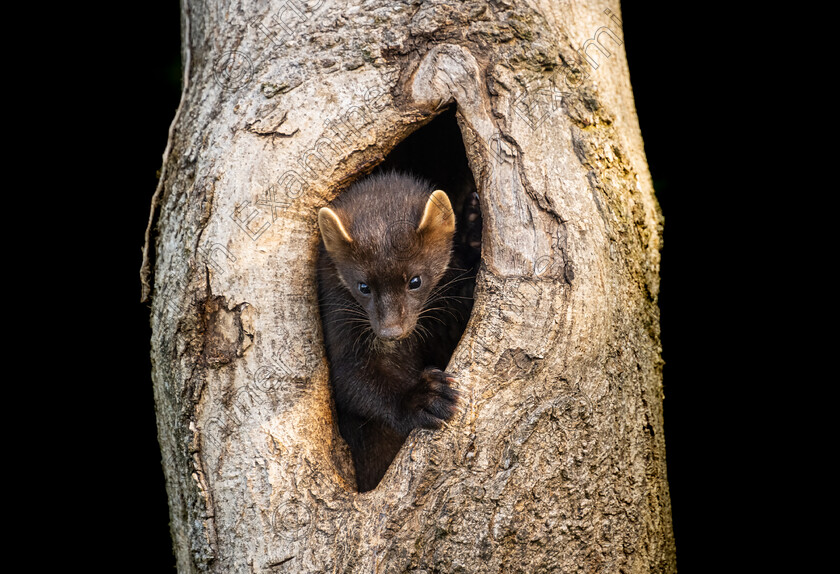 Peeping Pine Martin 
 Peeping Pine Martin. Picture: Bryan Enright