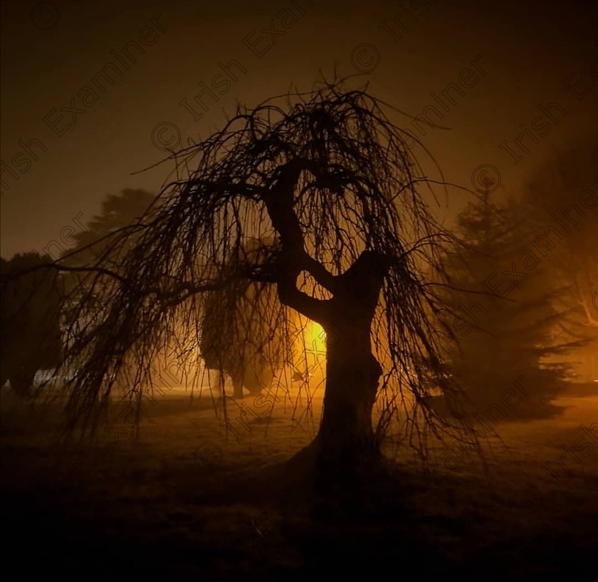 Screenshot 20200315 155504 
 Fog lit town park in Carrick on Suir, Co.Tipperary