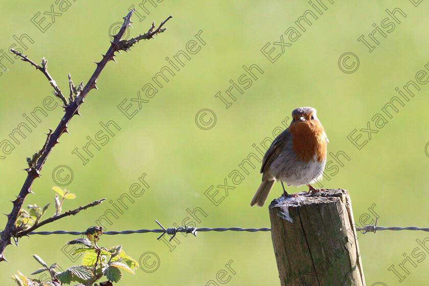 Robin LornaSingleton 
 Robin - a robin sitting in the evening sun. Ring Commons, North Dublin Picture: Lorna Singleton