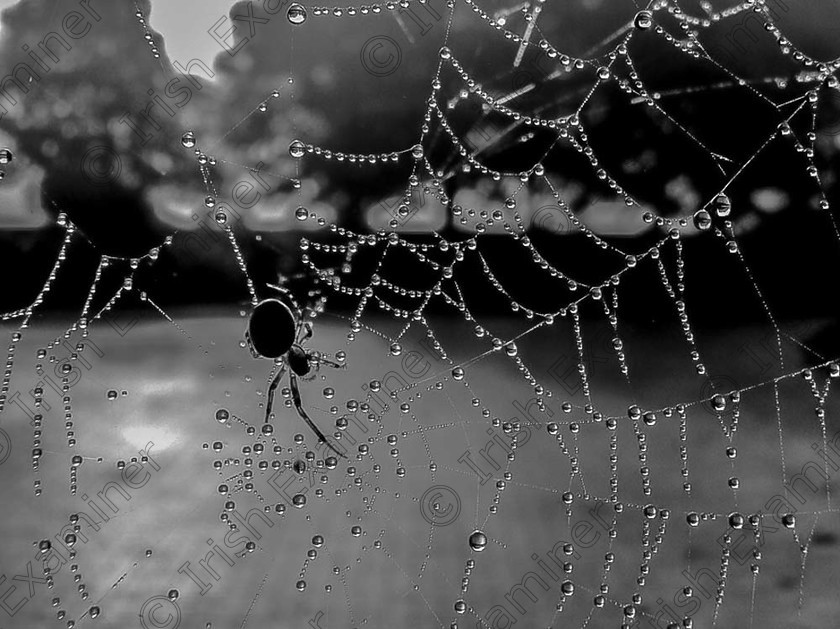 jane thomas-monochrome (1 of 1) 
 Caught Up!!
Taken on a gate in Millstreet one foggy and damp morning in October
Picture by Jane Thomas 
 Keywords: black and white