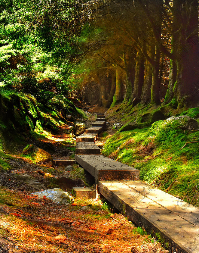 DSC 0039-04 
 Fairy steps in Ballinastoe woods at Sally gap 
co Wicklow 
Picture : john Cox