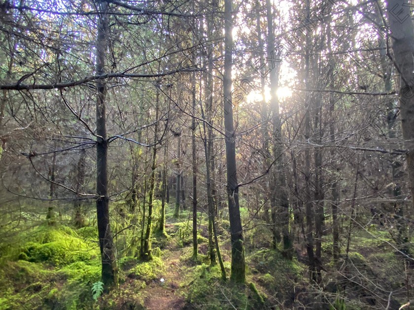 cloonfad woods 
 The Scenic Walks
Cloonfad
Co. Roscommon