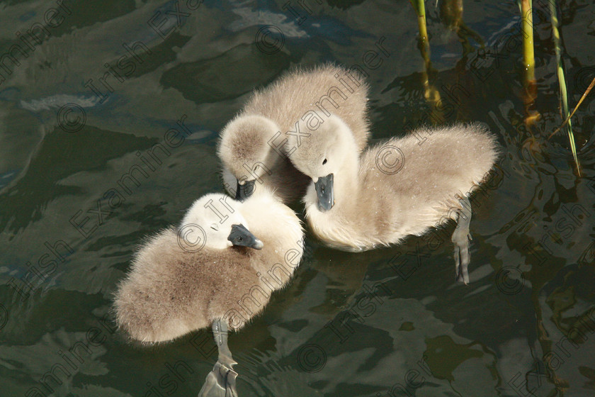 Sleepy Babies 10 May 2018 
 Sleepy Babies
Three day old Cygnets; Clongriffen Park, Dublin May 2018
Picture : Janette