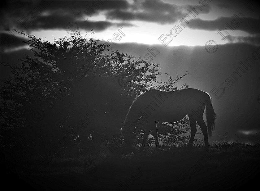 2009-09 
 Grazing at sunset. Picture: Sean McInerney.