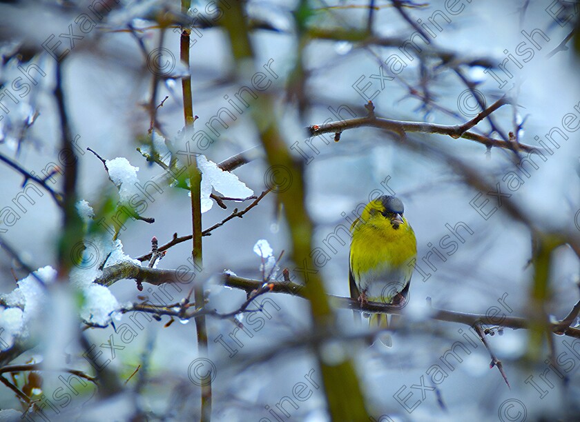 DSC 2535a 
 A chilly finch on a branch on the 9th March 2023. Picture: Sean McInerney.