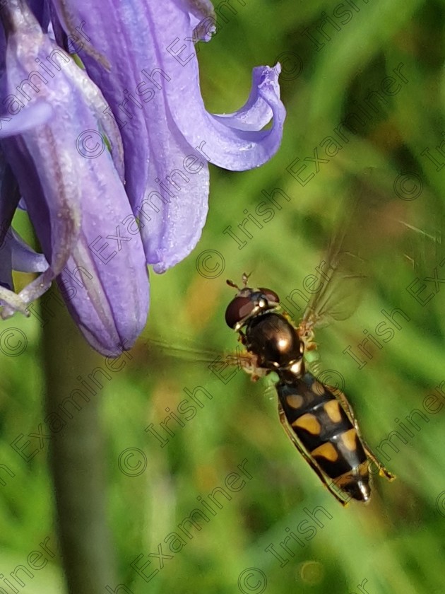 20200426 212244 
 Flora & Fauna of Dooney Rock, Sligo.
Bluebell Beauty.
Imelda Brady.
The wonders of Spring during COVID-19 lockdown 2020.