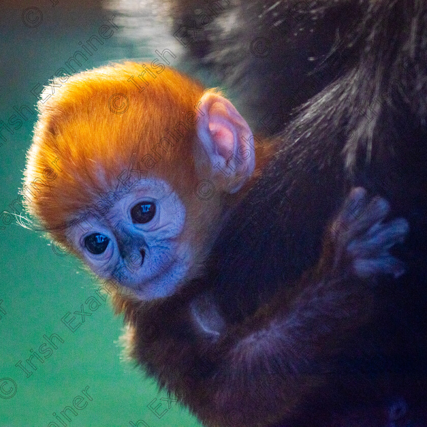 DSC 7835 
 Young (only a few weeks old) Francois Langur at Fota Wildlife Park.