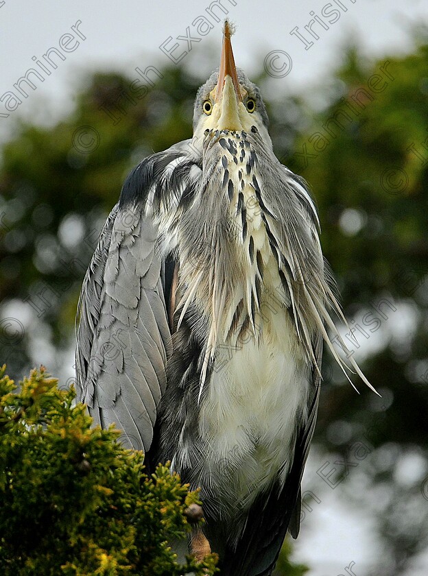 20240311 110916 
 Far from to madding crowd. A heron is perched high up in a tree watching, never seen one from that angle before