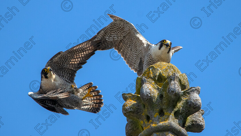 PeregrineFalconsClonakilityWestCork 
 Two Peregrine Falcons above the Clonakility Parish Church in West Cork. Picture: Ryan De La Cour