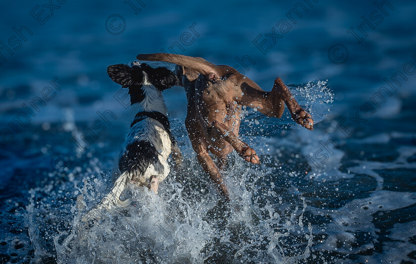 DSC3966-6 
 Splash. Canine duo Luca and Francesco diving into the sea for a swim at Ardnahinch beach in East Cork. Photo: Mark Leo