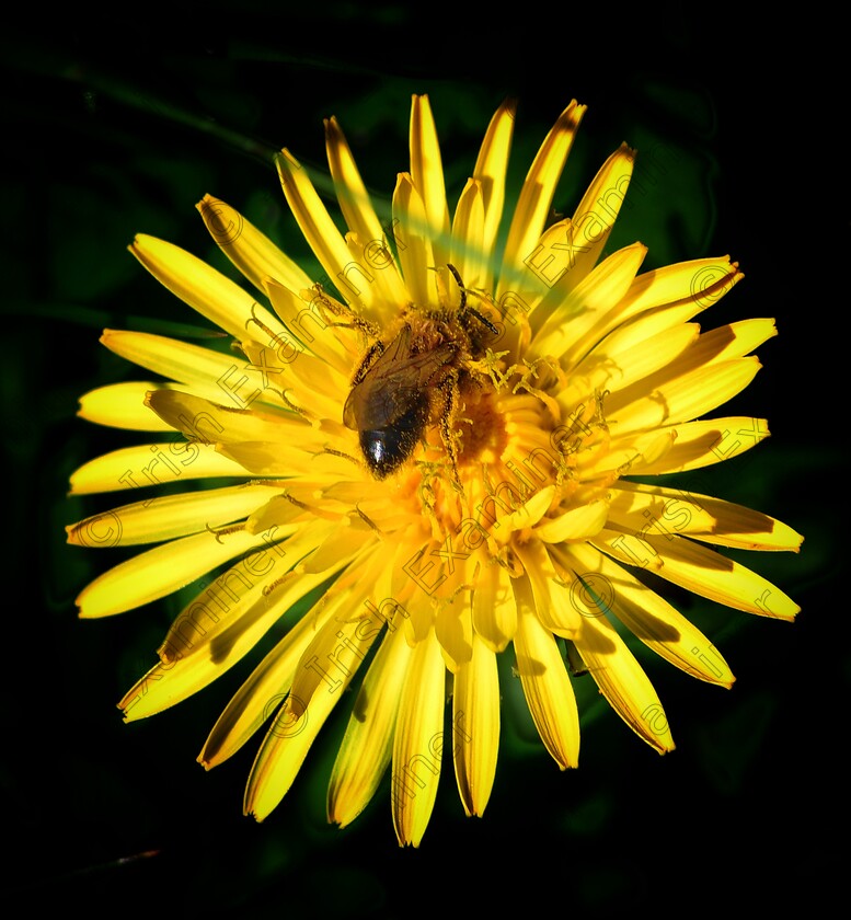 James Grandfield Bee 
 I was watching this bee for a while and it wasn't moving for ages, then woke up and flew off. It had pretty much overdosed on nectar and just conked out on this flower, in gardens here in Clancy Quay, Dublin.