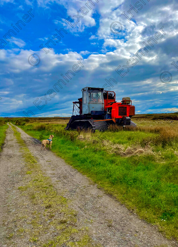 27DCABA2-2DBD-42FA-A029-6D37C147ADD8 
 'Turf machine...your work here is done..forever. ' 
The sign of Summerâ€¦Ozzie checking on the turf in Culleens, Co. Sligo.