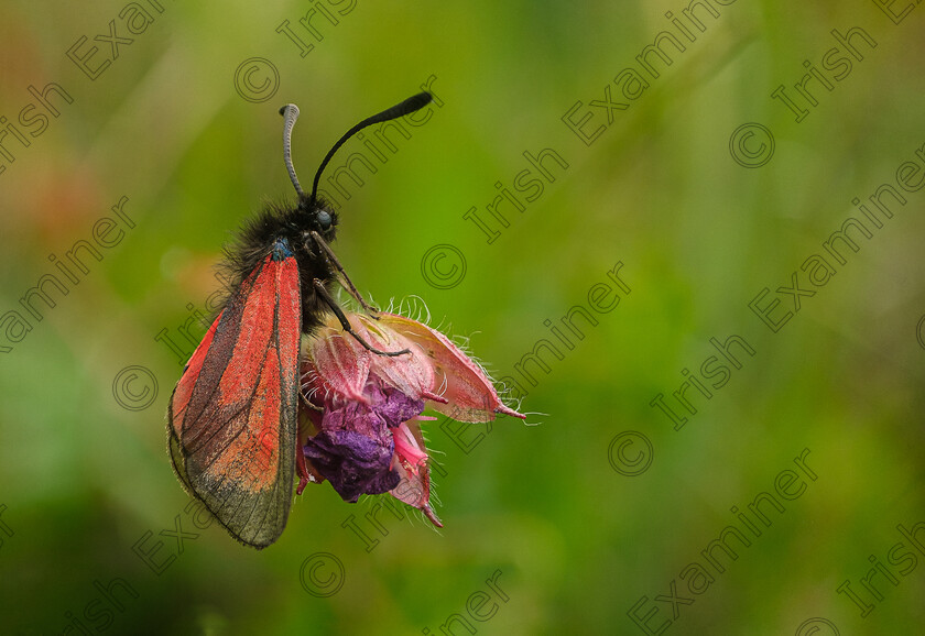 Burnet Moth 
 A Burnet Moth resting on a Cranesbill bud in the Burren, Co Clare. Photograph taken by Elaine O'Shea while visiting the Burren 
 Keywords: 2024, Burnet Moth, Burran., Focus Stack