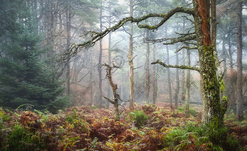 20241109 wicklow nov 24 8836-Pano 
 Wicklow woods look absolutely enchanting this Autumn