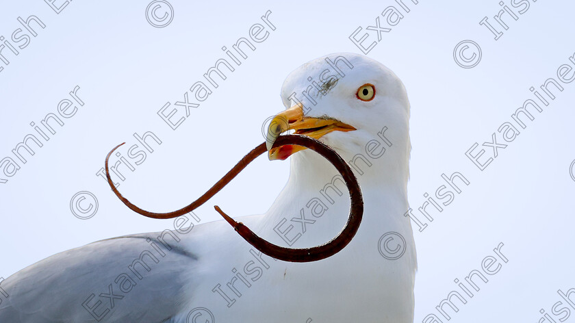 Gull Pipefish 
 Taken at Ballycotton Pier - Gull with a Pipefish, a strange fish that is related to the Seahorse.