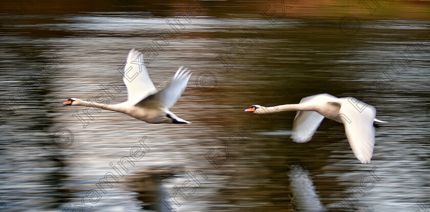 James Grandfield In motion 
 In motion. 2 swans flying low above the river Liffey, Dublin