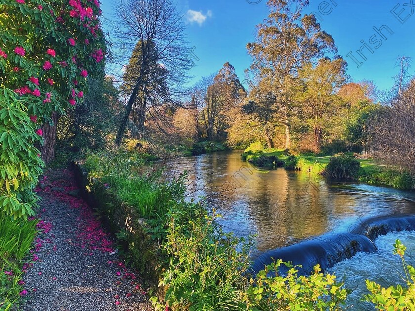 7F6602AA-F376-44F3-81D5-E54CD0C7DE94 
 Mount Usher Spring has sprung in Ashford Co Wicklow