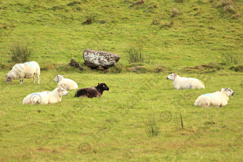 IMG 3326 1 
 "The black sheep of the family " , taken while walking on the Dingle peninsula, near Castlegregory. 4th Nov., 2020.