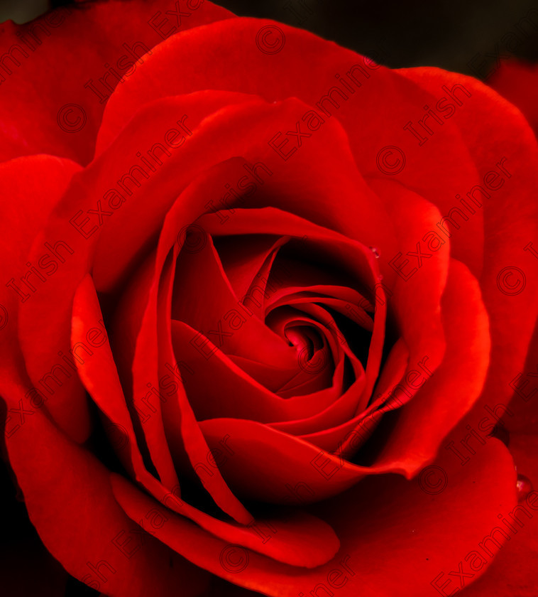 Jane Thomas-1558 
 RED HOT
Taken in Killarney Co Kerry in the gardens of Muckross
I hurried to put the camera away as it started to rain, hence the couple of drops on the petals 
 Keywords: FLOWER, NATURE, RED, ROSE