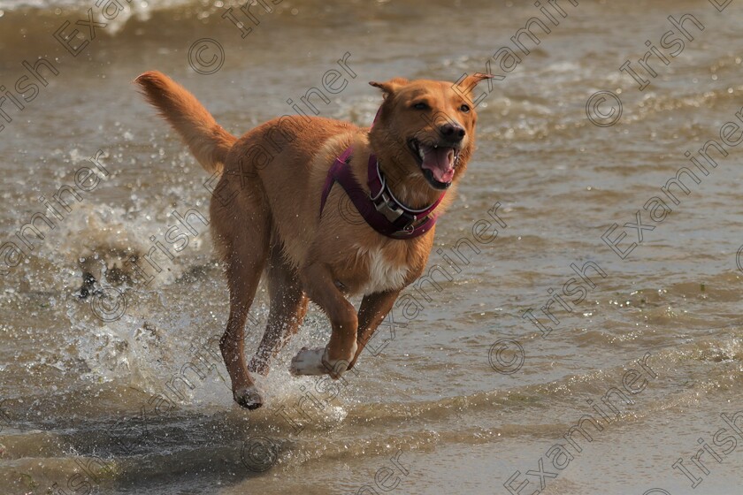 Freyja Flying The Surf 
 Freyja Flying The Surf
Taken At Dollymount Strand North County Dublin on May 9th 2023