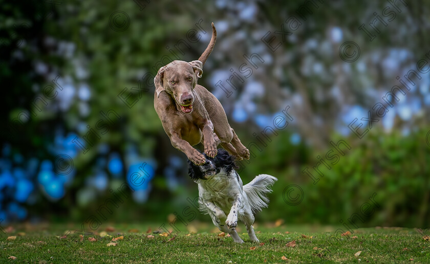 DSC1492-Enhanced-SR 
 Ferocious canine rivalry for a ball. Francesco the Weimaraner dog flies over his Spaniel companion Luca's head in Shanagarry, Co. Cork. Photo: Mark Leo