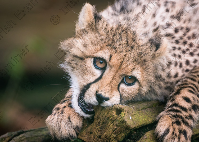 501 1676 Chris Martin Cheetah Fota 
 Photographed in Fota Wildlife Park, Cork, Ireland. 
 Keywords: Chris Martin, Fota, Fota Wildlife Park, Looselenscap, animals, big cat, captivity, cat, cork, ireland, nature