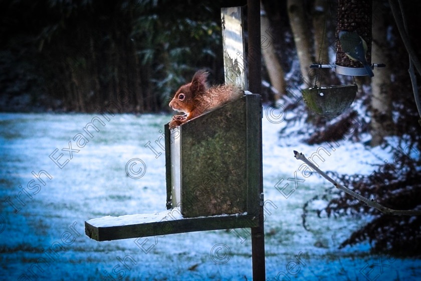 86D39D92-B0E8-4E61-8390-B6DD737BD879 
 Taken early morning in the 28th March - A local Squirrel sheltering in our bird box at our home just before Snow Storm Emma 2018. Picture: Sean Sharpe