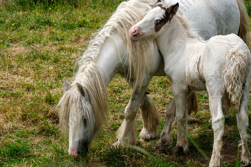 Mother & Foal 
 Mother & Foal, photograph taken in Wicklow by Elaine O'Shea 
 Keywords: 2024, Cliff walk, Wicklow