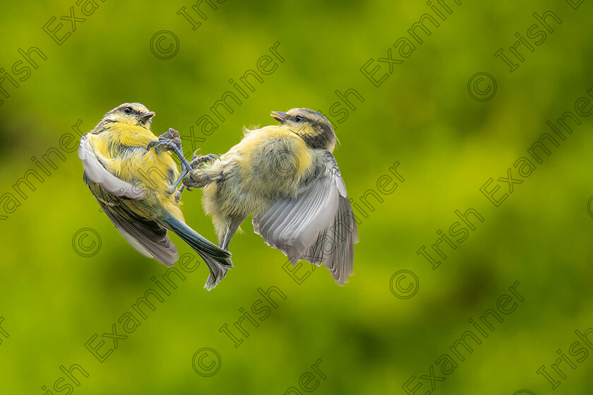 Itchy And Scratchy 
 Itchy and Scratchy. A pair of blue tits photographed in our garden in summer sunshine. 
 By Gerry Kavanagh