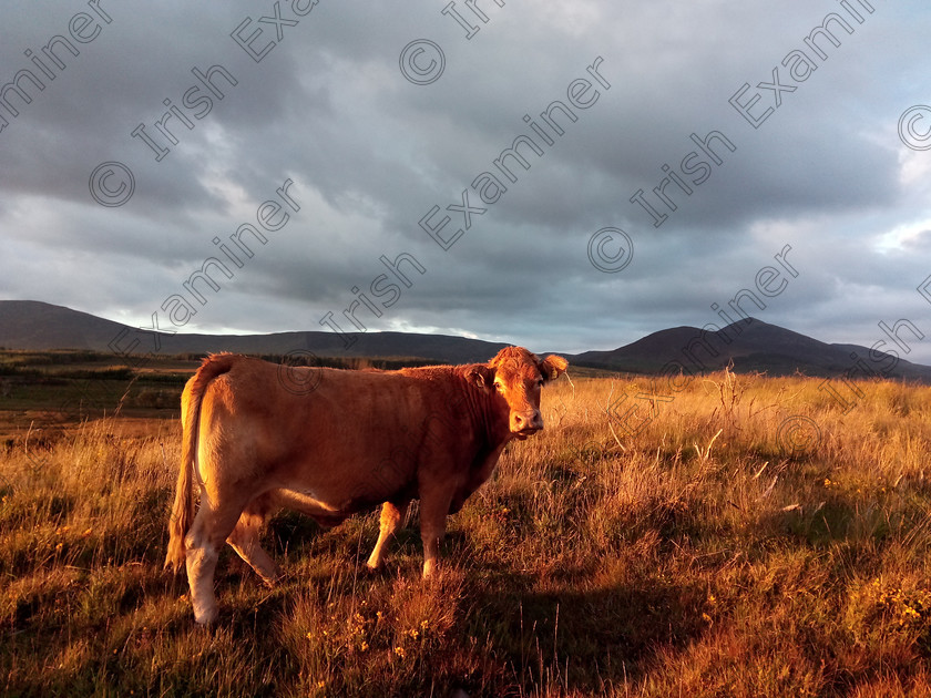 IMG 20170917 192000 
 September Light....
Taken @ Tulligealine, South West Kerry, on Sunday September 17th 2017 @7:30pm