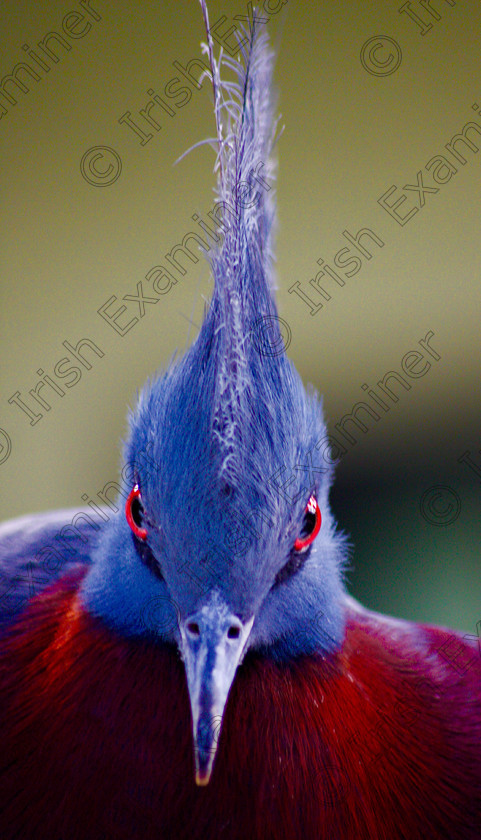 image 
 Who you looking at ? An exotic bird at Fota Wildlife Park by Dean Buckley.