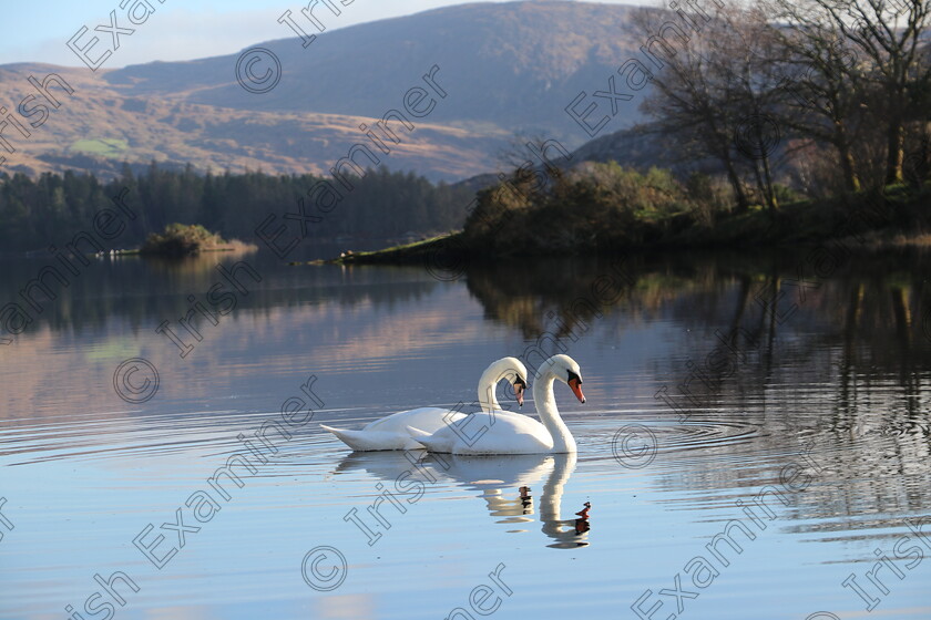 IMG 0802 
 Swans at peace on Cloonee Lake, Tuosist, Co. Kerry

Photo by Mary O Leary