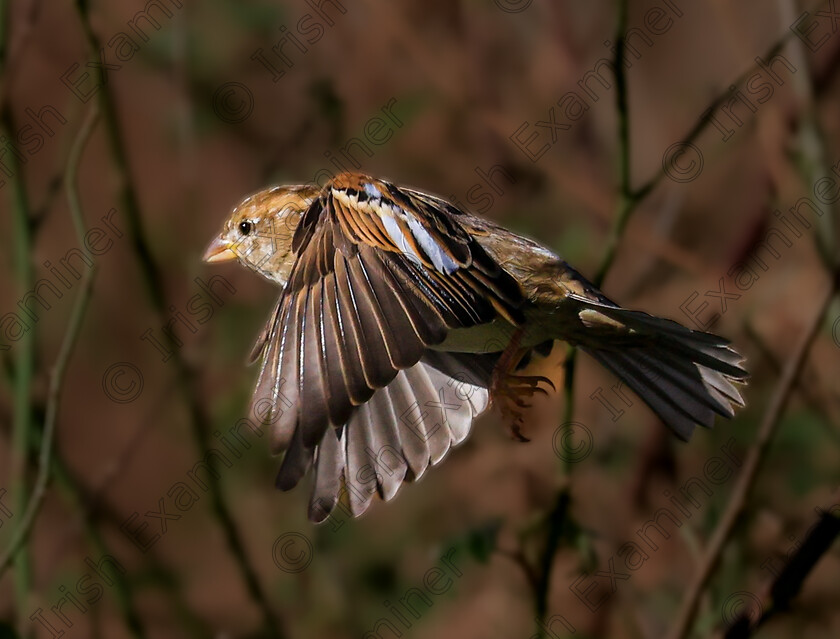 198A8292 
 Garden visitor in full flight. Ballyvergan West, Youghal. Autumn evening. Gerard Nugent