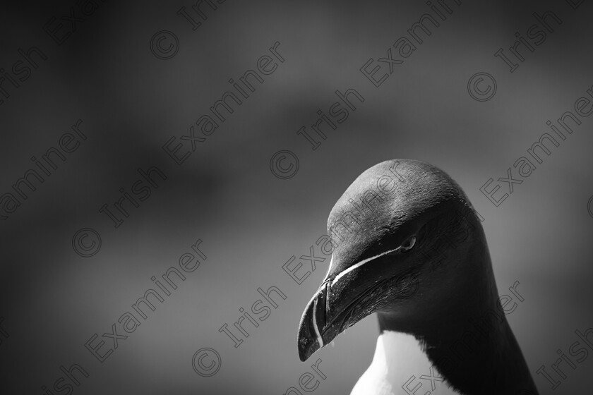 Pensive Razorbill 
 Pensive Razorbill : Saltee Islands. Picture: Bryan Enright