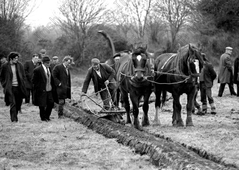 bantplough2 
 Ploughing competition at Banteer, Co. Cork 9/1/1973 Ref. 152/74 old black and white