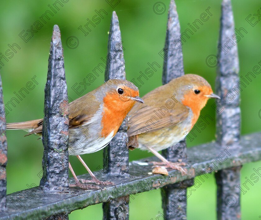 James Grandfield Two s Company 
 Two's Company. 2 beautiful Robins on a fence in Dublin's Phoenix Park